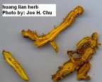 Huang Lian hinders the installation of
        damaging bacteria