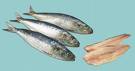 Les sardines régulent l'équilibre iodé avec le
                  type 0 car le type 0 souffre toujours d'une
                  hypofonction de la glande thyroïde. Ajoutez à cela les
                  sardines sont la source de calcium la plus importante
                  pour le type 0, avec le brocoli.
