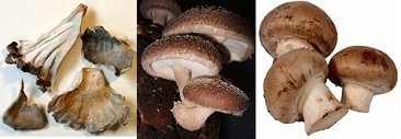 Champignons, par exemple maitake,
                              shiitake et champignons