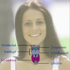 Die Schilddr�se der Menschen
                            mit Blutgruppe 0 ist ein zentrales Problem
                            wegen ihrer Unterfunktion. Es m�ssen
                            Nahrungsmittel eingenommen werden, die Jod
                            enthalten, um diese Unterfunktion
                            auszugleichen.