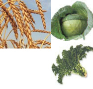 Magnesium-Nahrungsmittel f�r
                        Blutgruppe B: Dinkel, Weisskohl und Gr�nkohl