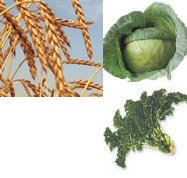 Magnesium-Nahrungsmittel f�r
                        Blutgruppe B: Dinkel, Weisskohl und Gr�nkohl