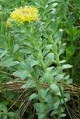 Rhodiola rosea generalmente reduce el
                            estr�s y estabiliza el coraz�n.