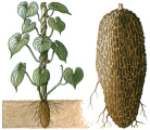 La ra�z de la yam silvestre
                            generalmente es una fuente de progesterona;
                            para tratamiento de convulsiones g�stricas,
                            dolores musculares, convulsiones musculares,
                            s�ntomas de climaterio; aplicaci�n contra
                            nivel alto de colesterina y triglic�rido