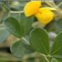 Baptisia (Wilder Indigo) wirkt generell
                            als Kreislaufstimulans,regulierend und
                            antibiotisch