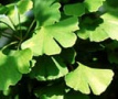 Ginkgo wirkt blutverd�nnend und hat
                            dementsprechend bei Blutgruppen mit dickem
                            Blut (Blutgruppe A) eine allgemeine St�rkung
                            zur Folge