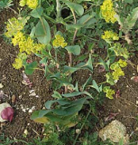 Hasenohr reguliert Stress und wirkt
                            entz�ndungshemmend