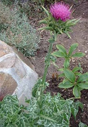 Mariendistel sch�tzt die Leber und
                            wirkt antioxidativ