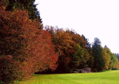 Ein Waldrand in Mitteleuropa im Herbst
                            ist das beste Beispiel für Farben, die durch
                            das Licht verschieden dargestellt sind (Foto
                            von Claude@Munich vom Oktober 2007 auf
                            flickr.com)