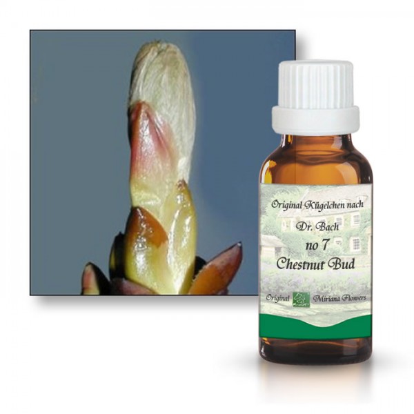Bachbl�tenessenz
                      Rosskastanienknospe (Chestnut Bud)