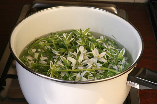 Herstellung von Bachbl�tenessenzen im Kochtopf
                02