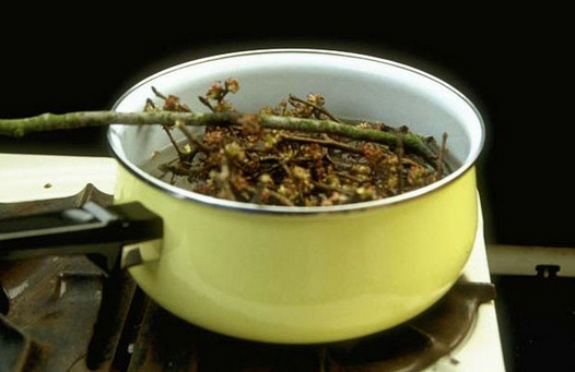 Herstellung von Bachbl�tenessenzen im Kochtopf
                01