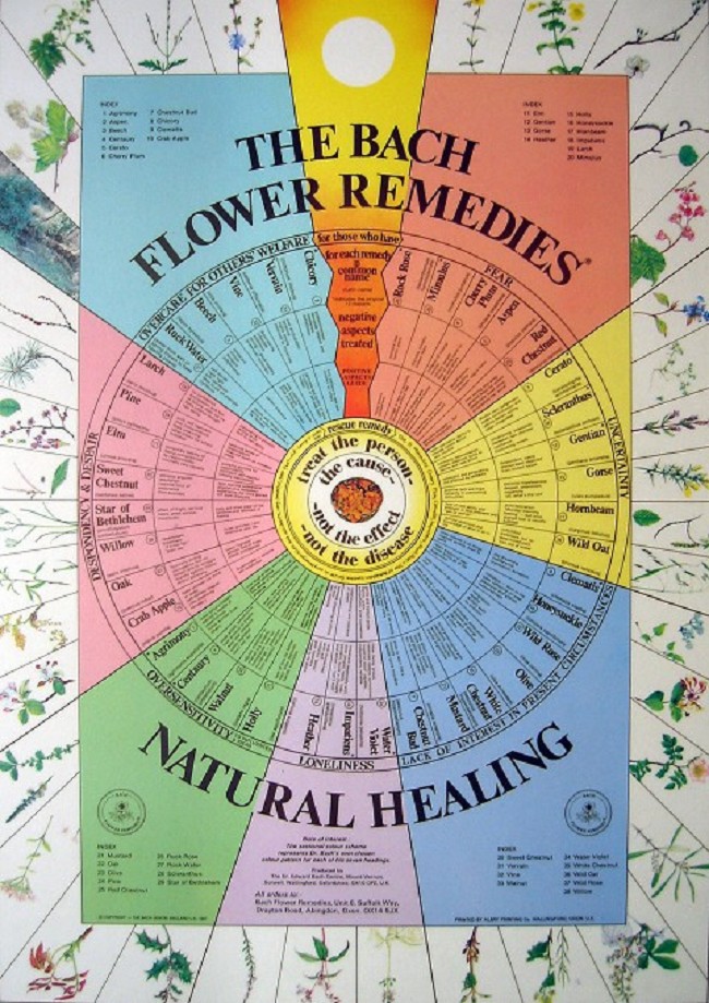 Bachbl�tenkreis, Grafik (englisch)