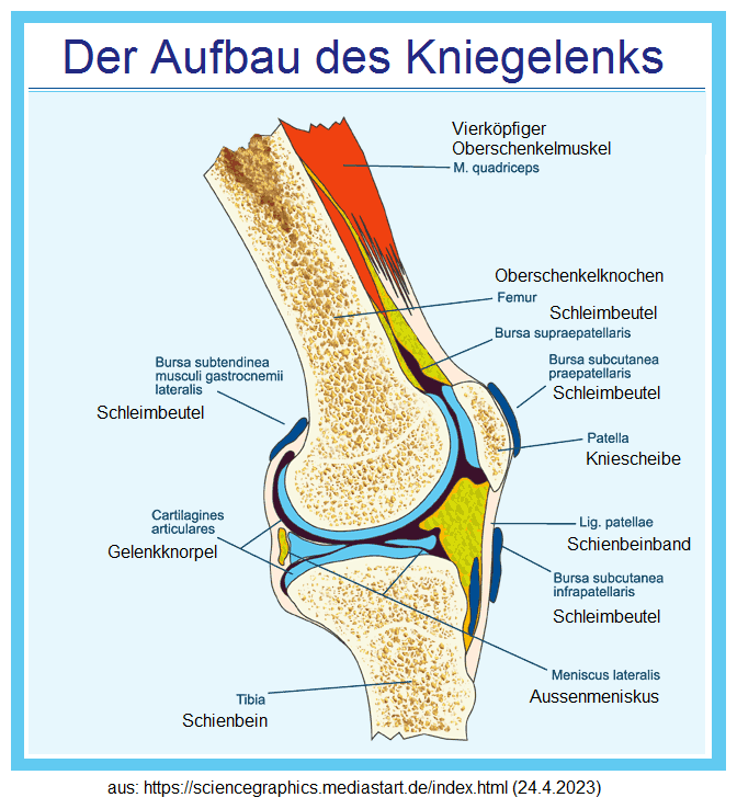 Schema Knie Querschnitt