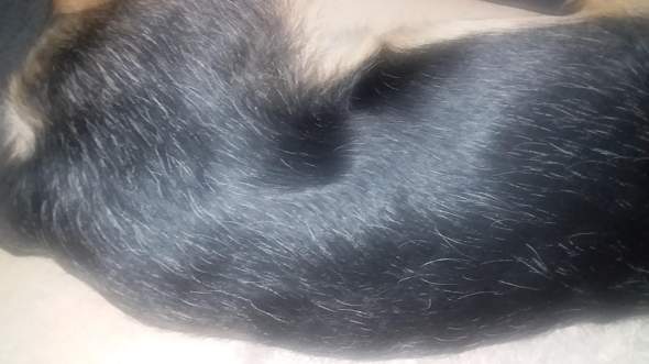 Dog with gray hairs -
                      and nobody knows why? - Cupper is missing!