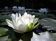 Flor lotus blanca