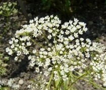 ดอกไม้กระเจี๊ยบ