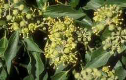 De Bloesems
                    van de klimop