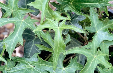 Heder helix
                    Maple Leaf