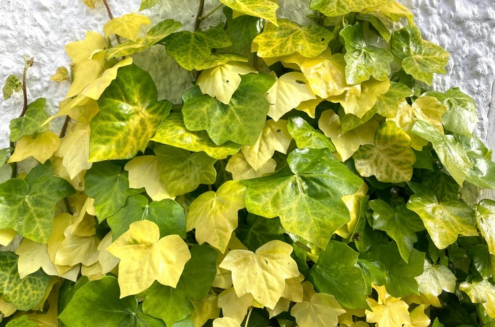 Hedera helix
                    Buttercup