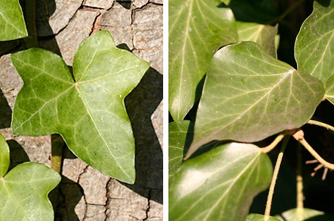 Klimopbladeren, jong
                  gekarteld als esdoorn en oud als een liefje