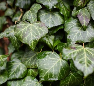 Ivy