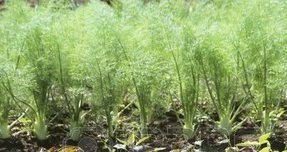 Hinojo en un campo, el cultivo de hinojo