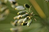 Fenchel: Gelbe Bl�ten vor der Bl�te