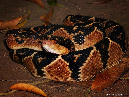 Buschmeisterschlange (Lachesis muta)