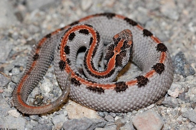 Pygmy rattlesnake (Sistrurus miliarius)