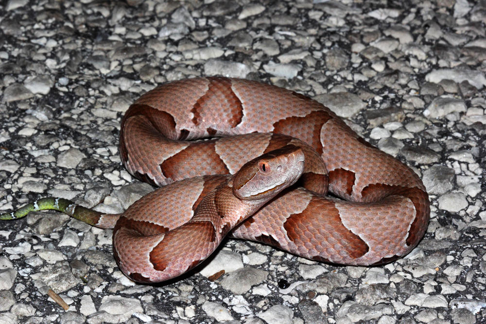 Osage copperhead snake (Agkistrodon
                contortrix phaeogaster)