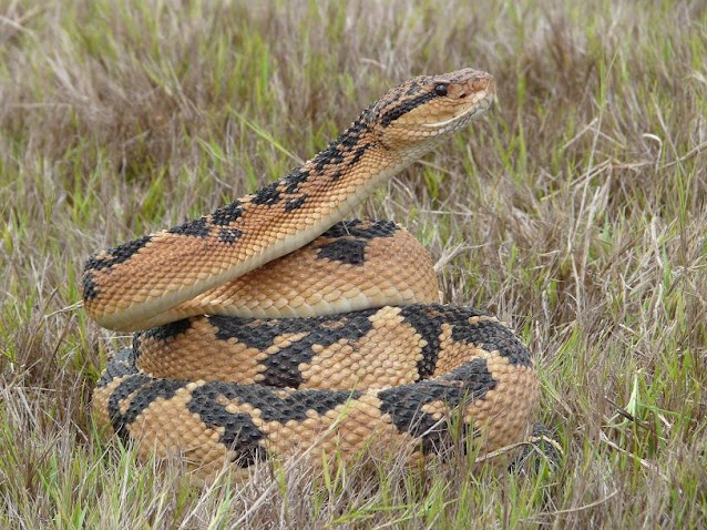 Bushmaster snake (Lachesis muta)