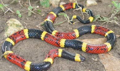 Eastern Coral snake, also
                    Harlequin snake (Micrurus fulvius)