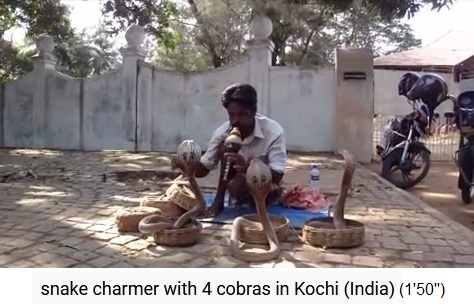 Schlangenbeschwörer in Indien mit
                  mehreren Kobras