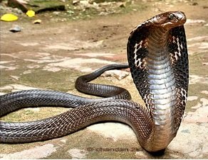 Indische Kobra (Naja tripudians / Naja naja)