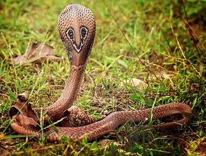 Indische Kobra (Naja
                tripudians / Naja naja) R�ckseite mit Brillenmuster