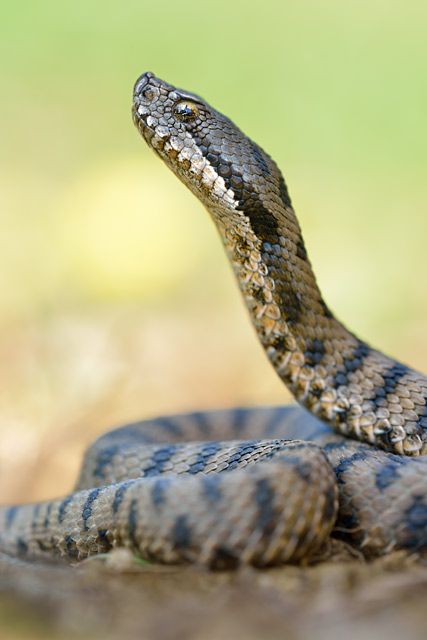 Aspic viper Germany in defense position