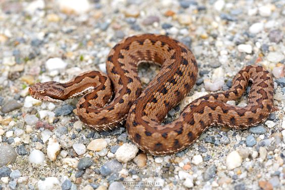 Aspic viper France light brown with brown
                center line
