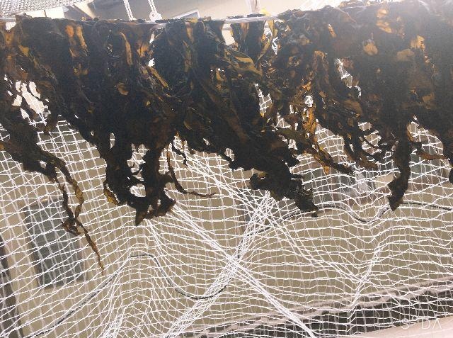 Alga Wakame is
                                        drying on a net