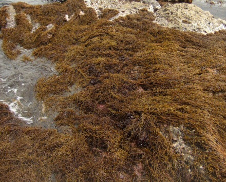 Hiziki-algen op een
                                          rotsachtige kust