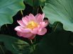Lotus flower