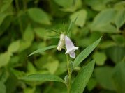 Sesame plant with
                                      sesame blossom
