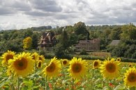 Sunflower field in
                                      Luddesdown, England