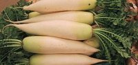Winter radish (Daikon radish,
                              Japanese radish, Chinese radish)