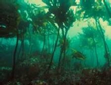 Tree alga
                                        Arame in the sea upright