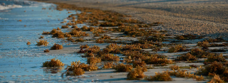 Kelp at a
                                          beach for natural iodine