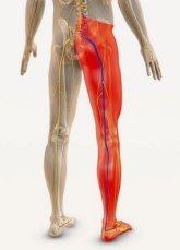 Der
                  Ischiasnerv von der Ferse bis zum R�ckgrat