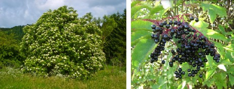 Sauco, arbusto-�rbol y bayas