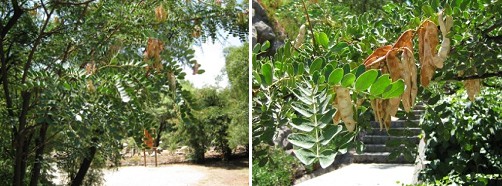 Tara, �rbol, hojas y frutas