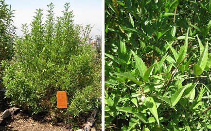 Cul�n, arbusto y hojas